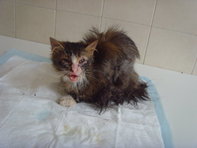 Панлейкопения у кошек: симптомы, профилактика | блог ветклиники "беланта"