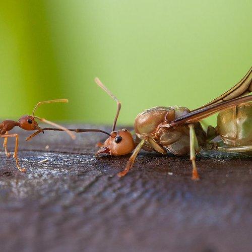 Муравей-ткач - weaver ant