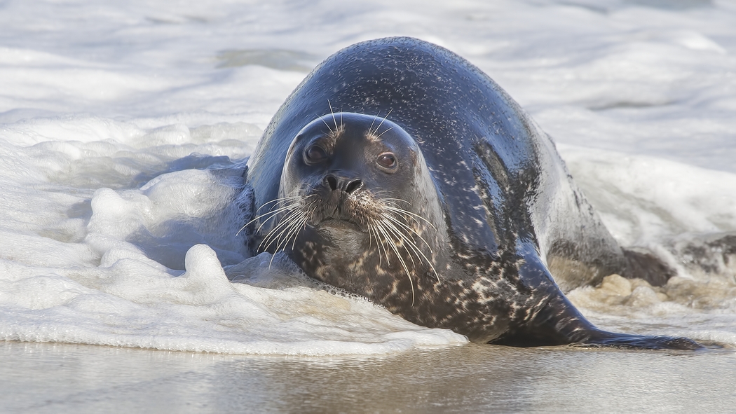 Тюлени, морские львы и моржи. морж и тюлень: сравнение внешности и силы