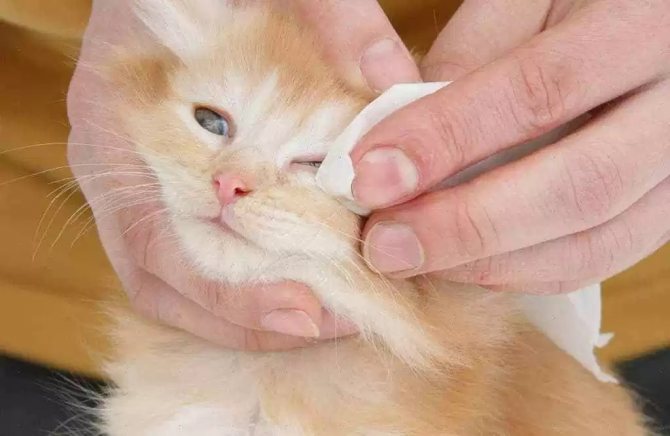 Вирусные инфекции у кошек, котов.