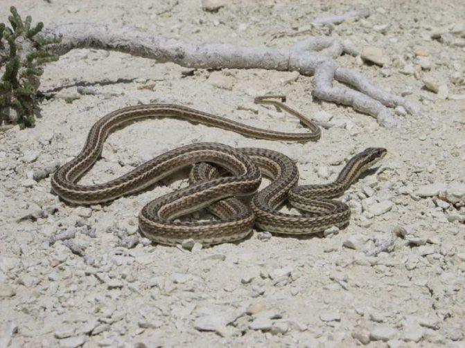 Змеи и стрелы - snakes & arrows - abcdef.wiki