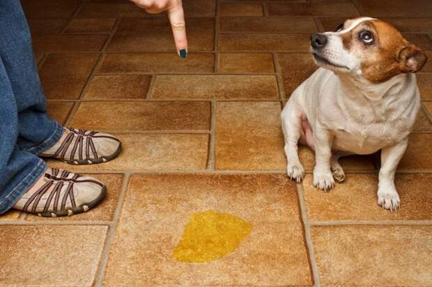 Инструкция по приучению щенков и взрослых собак оставаться одним в квартире