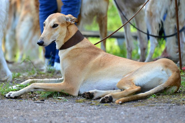 Хортая борзая: описание породы собак, внешний стандарт
