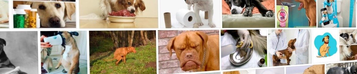 Запор у собаки: не может сходить в туалет по-большому