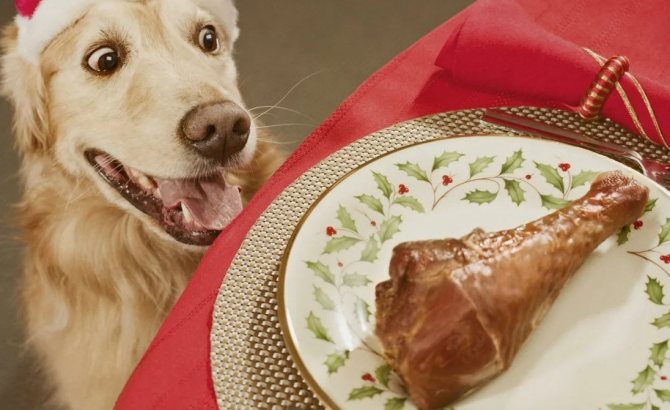 Можно ли виноград собаке: мнение ветеринаров | блог ветклиники "беланта"