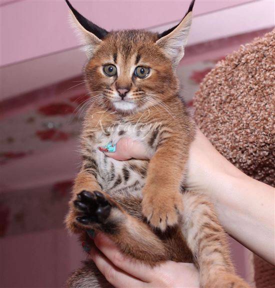 Породы кошек с кисточками на ушах - фото и краткое описание - ветеринарная клиника вет-дух