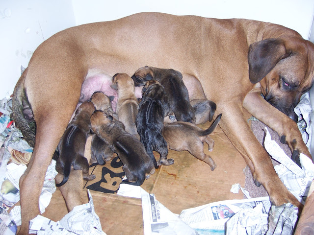 Собаки вынашивают щенков: сколько времени и как? питание и воспитание во время беременности.