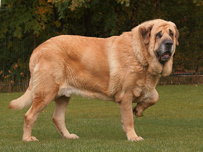 Самая большая в мире собака – топ 10 гигантов