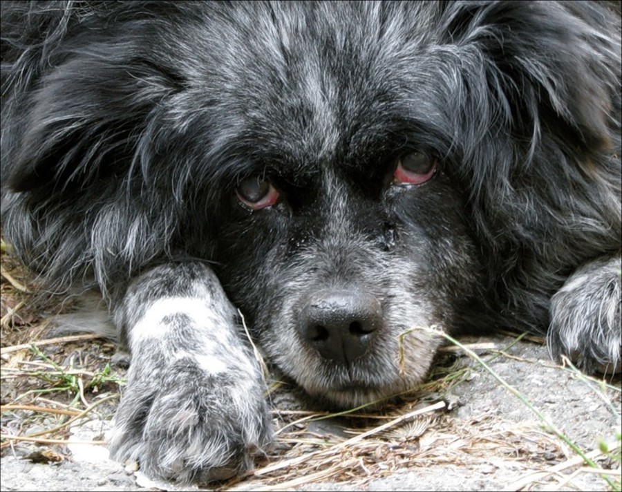 Кровавый понос у собаки: причины и лечение | ветклиника зоостатус