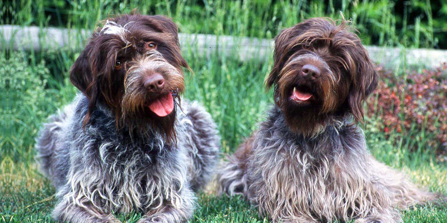 Собака гриффон — описание породы и особенности тримминга