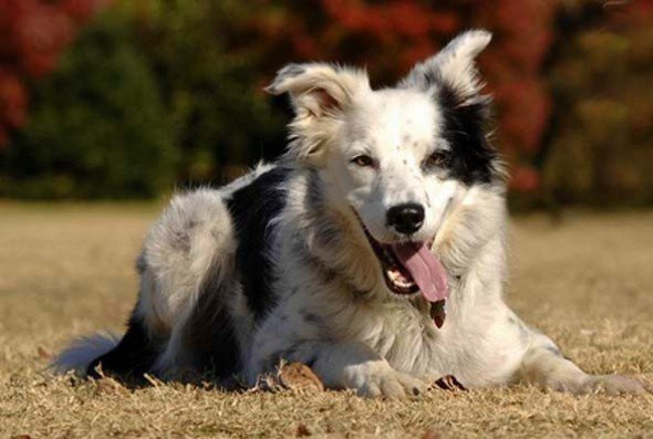 Самые умные породы собак — топ-10 с фото и описанием