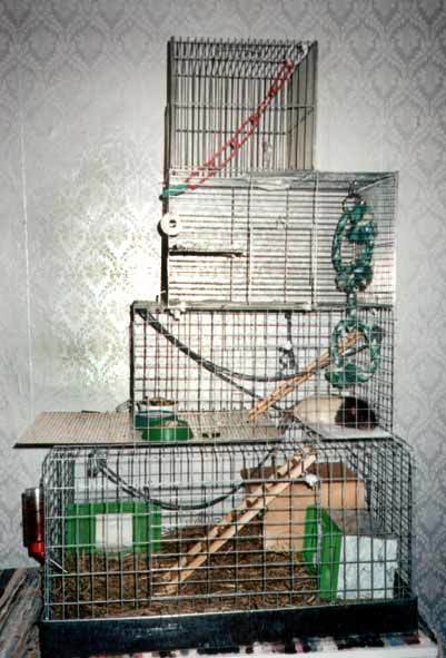 Выбор и обустройство клетки для домашней крысы