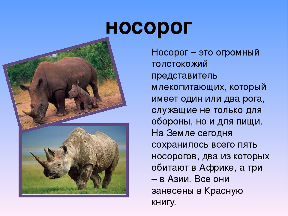 Яванский носорог, род индийских носорогов = rhinoceros. носорог