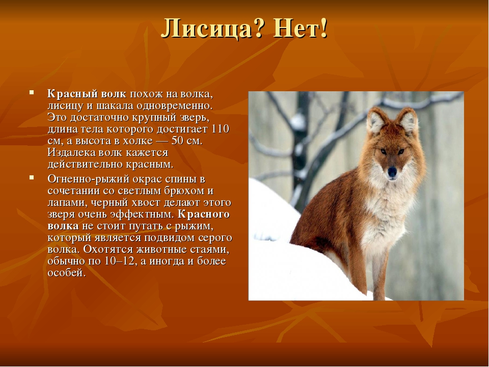 ᐉ 5 пород собак похожих на лису: описание, как называются, фото - kcc-zoo.ru