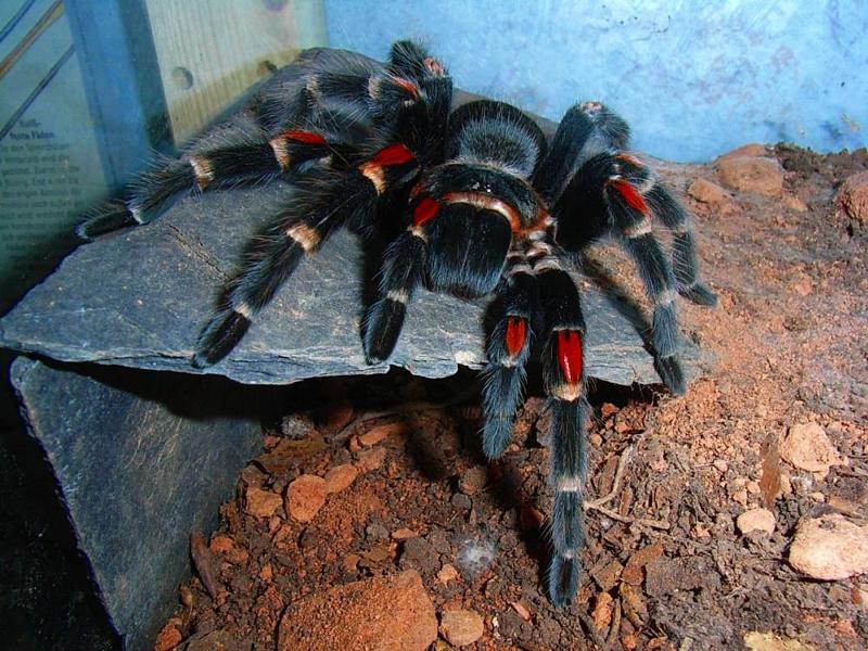 Тарантул — паук-милашка