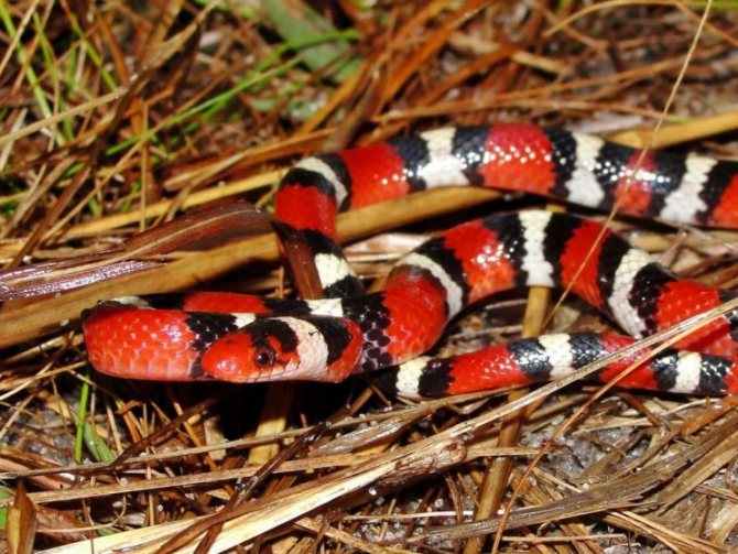 Молочная змея: внешний вид и особенности жизни.содержание рептилии в неволе
