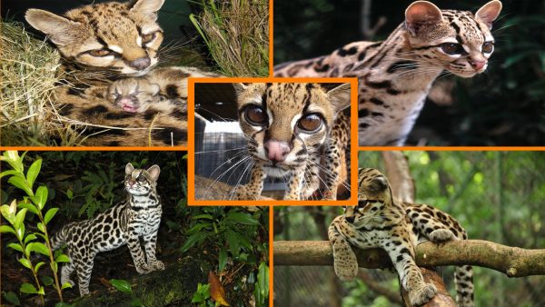 Леопардовая азиатская кошка: описание внешности и поведения, образ жизни и ареал обитания, размножение и численность вида