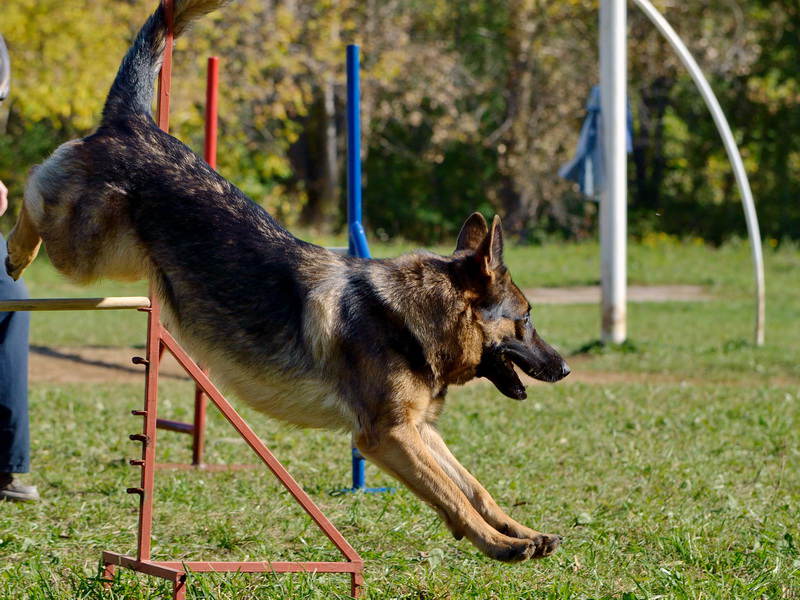 Как правильно дрессировать немецкую овчарку – щенка и подросшую собаку