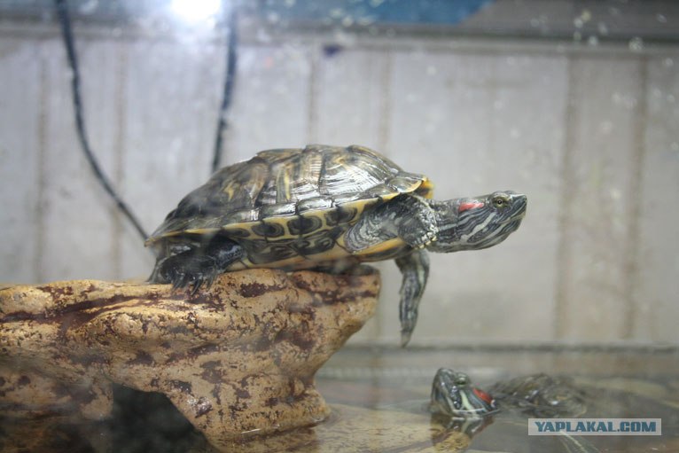 Чем кормить красноухую черепаху, что ест водная черепаха