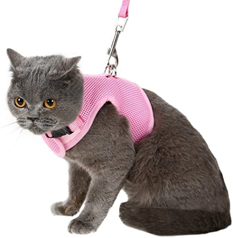 Ошейник для вашей кошки: носить или не носить