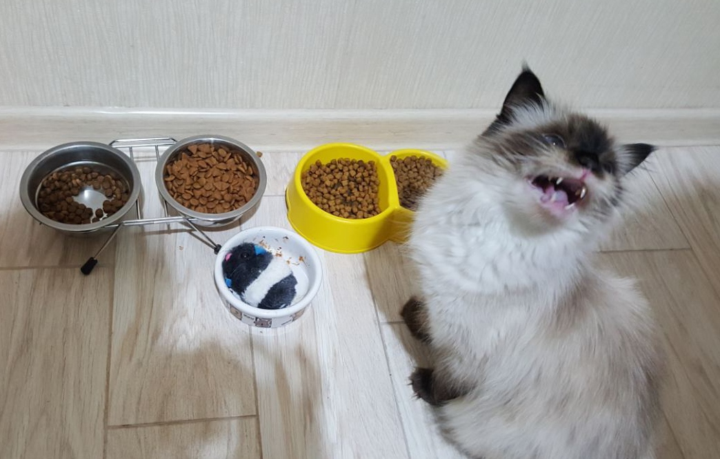 Что делать, если кот не ест ????: возвращаем аппетит