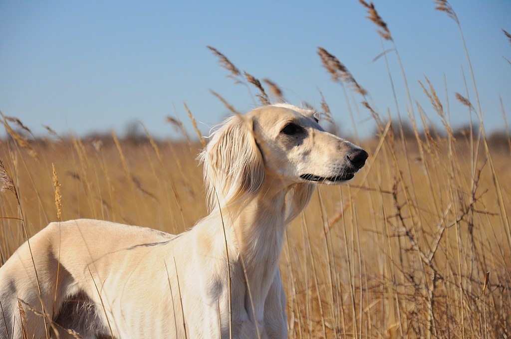 Салюки порода собак фото: описание, как выбрать щенка, отношение к окружающим