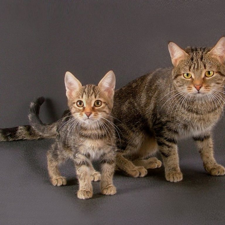 Породы кошек с фотографиями. фото всех пород кошек и котов | zoodom