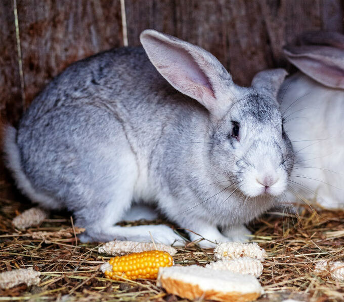 ✅ можно ли кормить кроликов сухарями. можно ли давать кроликам хлеб или сухари