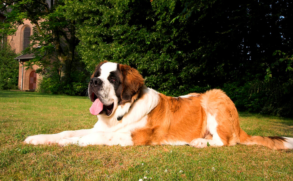 ᐉ самые добрые породы собак - названия и фото - zoovet24.ru