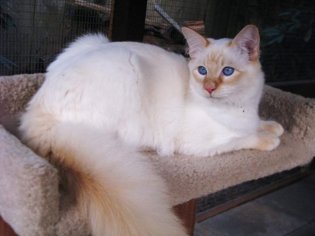 Балинезийская кошка. фото. описание породы и уход. отзывы