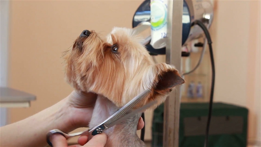 Как подстричь когти собаке: алгоритм действий, основные рекомендации для процедуры и приучения к ней, что делать при травмах