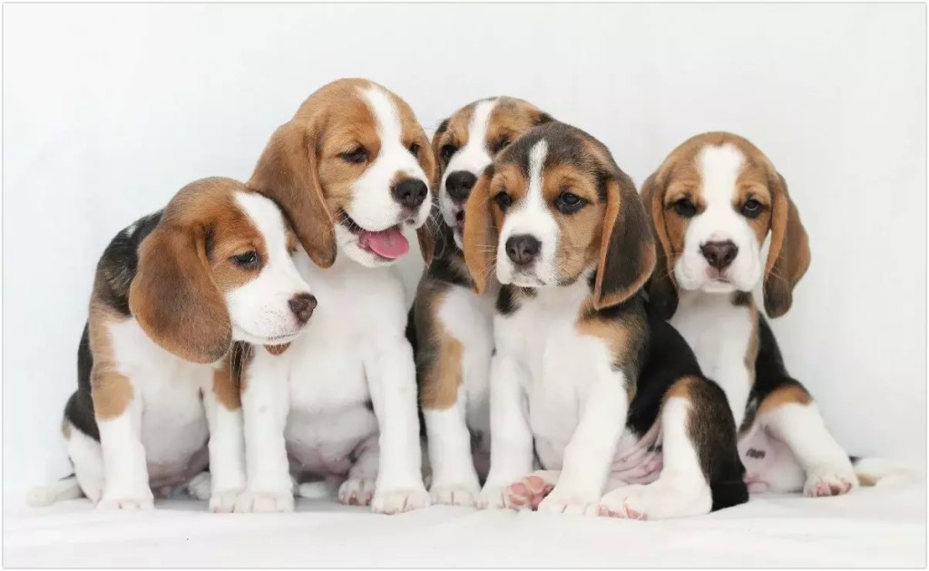 ᐉ собаки и щенки породы бигль: цены, фото, описание и история породы - zoovet24.ru