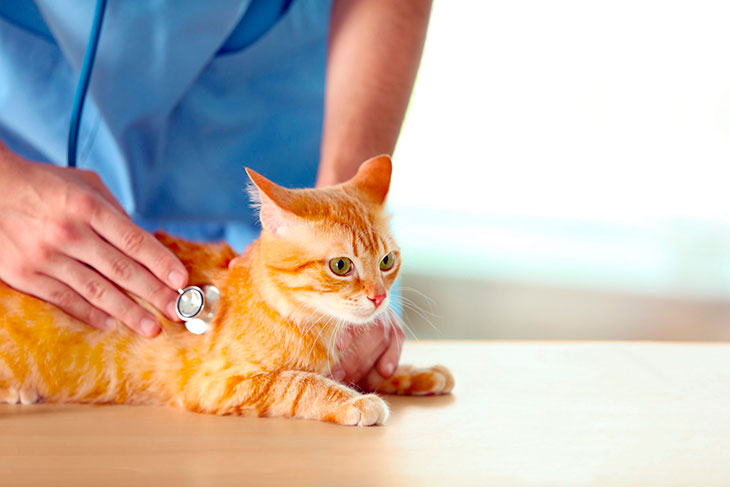 Артроз у кошек. лечение артроза у кошек. причины, симптомы, диагностика