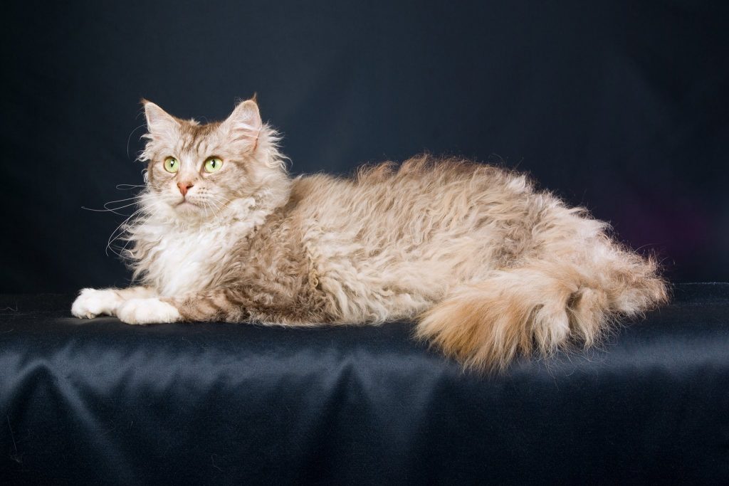 Пушистые кошки: самые красивые породы с длинной густой шерстью, описание и фото