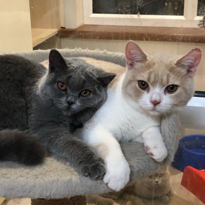 Работающие советы как подружить кошек: кот и кошка, котенок