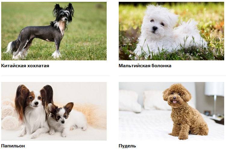 Гипоаллергенные собаки: топ-20 пород с описанием и фото
