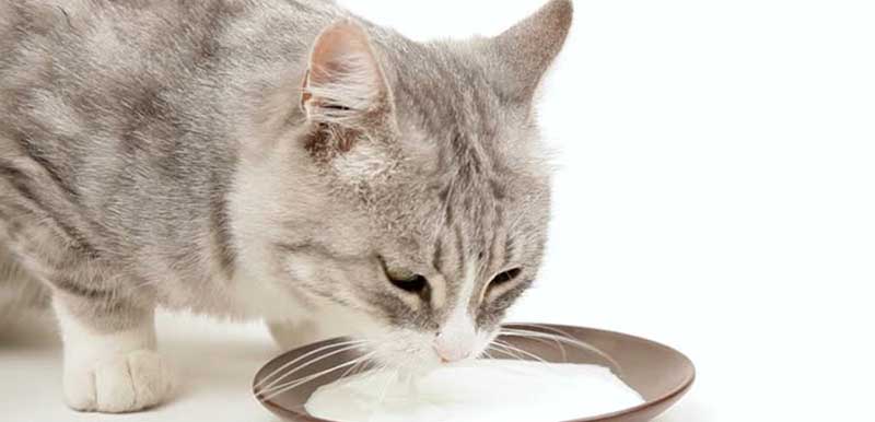 Что такое уремический гастрит и его причины у кошек и собакветлечебница рос-вет