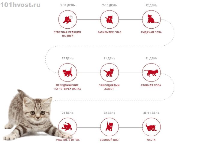 Сколько котят может родить кошка в первый раз и за всю жизнь, от чего зависит их количество?