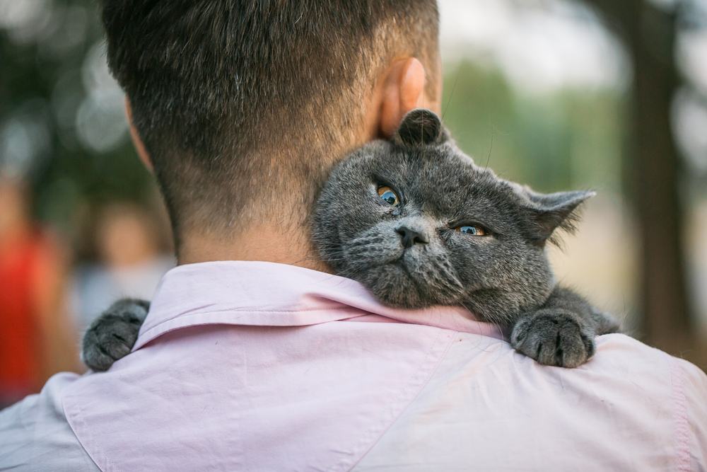 Как кошка показывает свою любовь к хозяину – 7 основных знаков внимания