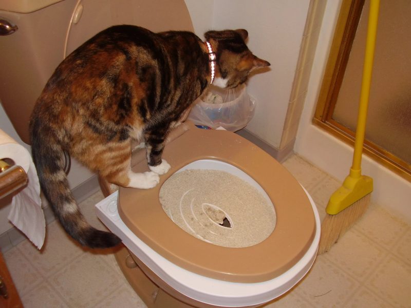Как приучить котенка к лотку? быстрые способы приучения ходить в туалет маленького котенка. возможные трудности
