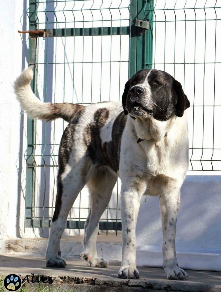 8 португальских пород собак, с которыми вы должны познакомиться - домашние питомцы - 2021