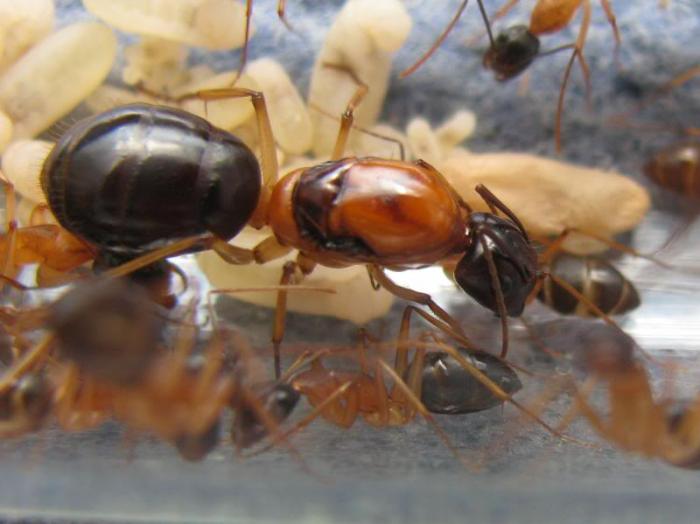 Camponotus saxatilis: inception | клуб любителей муравьев