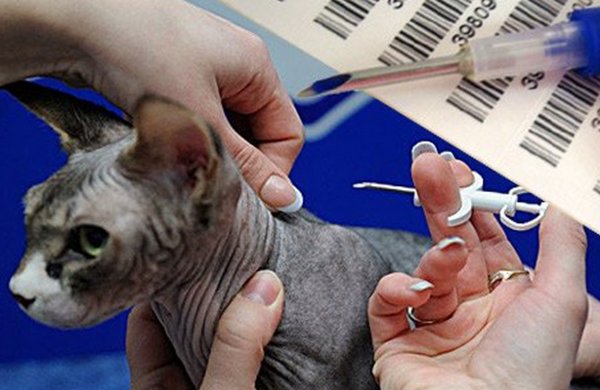 Стоимость чипирование кошек, цена в москве - сколько стоит чипировать кота в ветклинике зоостатус