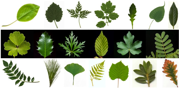 Название растения листья простые. Разные листья. Листья различных растений. Листики разных цветов. Листья разных деревьев.