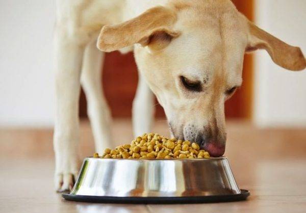 Можно ли собакам сухой корм – все за и против. чем кормить собак, можно ли им давать сухой корм постоянно - автор екатерина данилова - журнал женское мнение