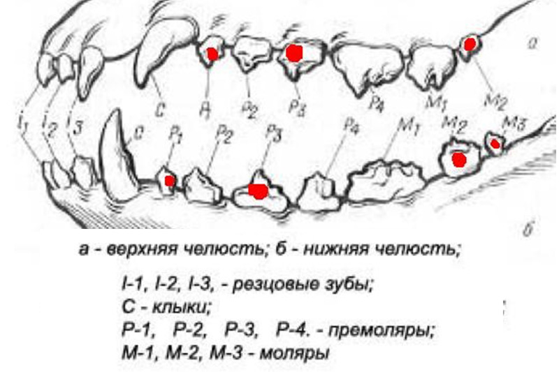 Зубы человека - анатомия, стороение, виды зубов | «мистодентал plus»