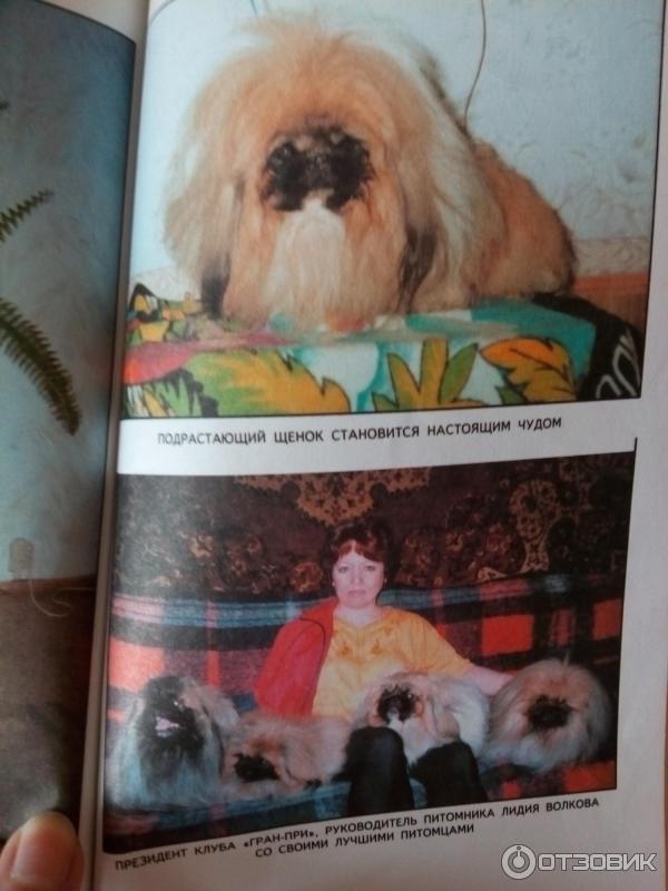 Тибетский спаниель: характеристика, описание, фото | все о собаках
