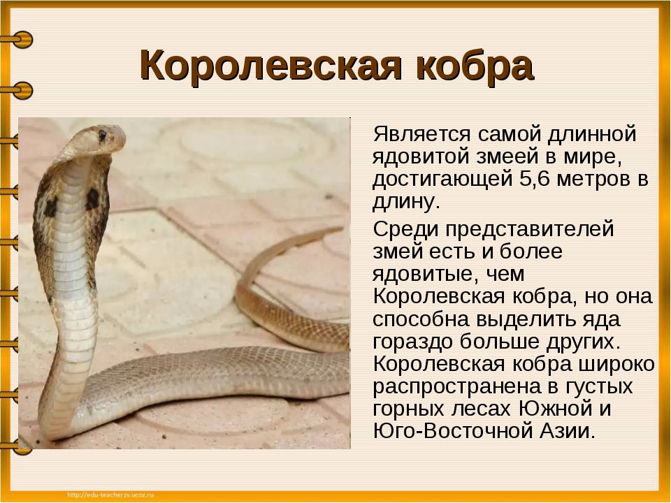 Змеи биология 7 класс. Доклад о змеях. Змеи доклад. Сообщение о Кобре. Ядовитые змеи доклад.