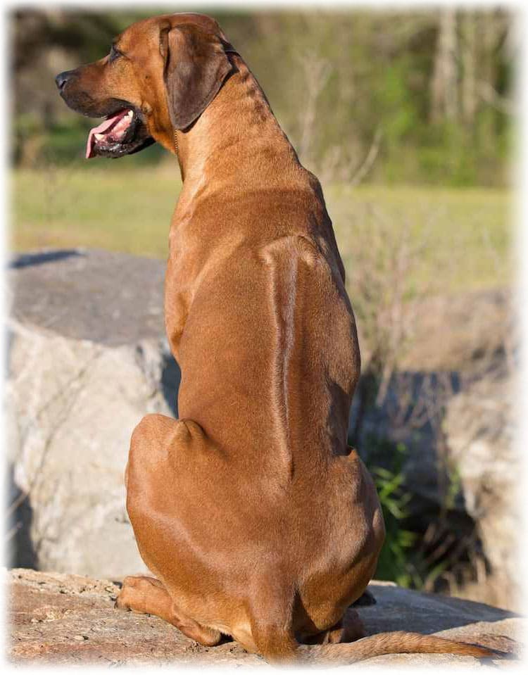 Родезийский риджбек: фото собак и их щенков, характеристика стандарта породы, риджбек на охоте
