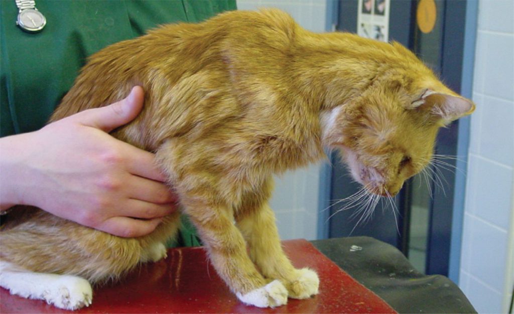 Железодефицитная анемия у кошек и собак: симптомы, диагностика и лечение